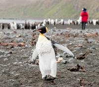 Macquarie Island